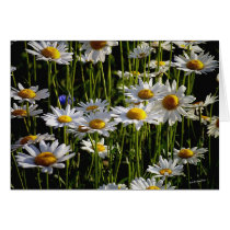 Daisy Forest cards