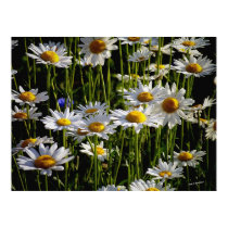 Daisy Forest posters