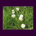 Daisy fresh