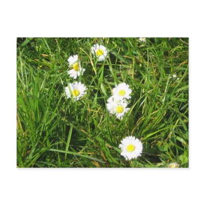 Daisy fresh postcard by silvapagan