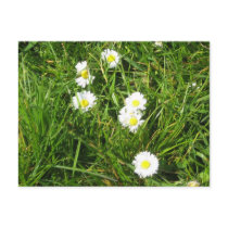 Daisy fresh postcards by silvapagan Daisy fresh postcards