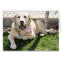 Daisy - Golden Labrador -3 card