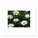 Daisy Green posters by meia7214N Daisy Green posters