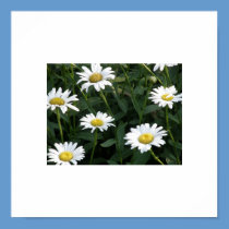 Daisy Green posters