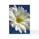 Daisy Greeting Card
