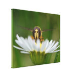 Daisy Hoverfly by Darrel Flint (Canvas) Stretched Canvas Print
