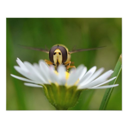 Daisy Hoverfly by Darrel Flint (Print) Photo Art