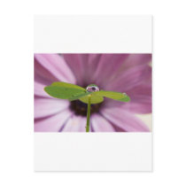 Daisy in a Drop postcards by Squealia Daisy in a Drop postcards