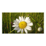 Daisy In The Field Personalized Photo Card