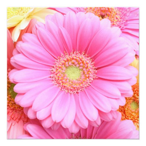 Daisy Invitations - Pink Gerber Daisy