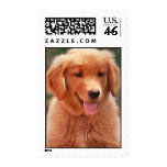 Daisy Mae postage