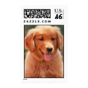 Daisy Mae postage by LeighMarin Daisy Mae postage