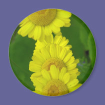 Daisy magnets