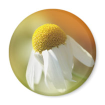 Daisy Magnets