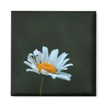 Daisy magnets