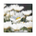 Daisy Magnet