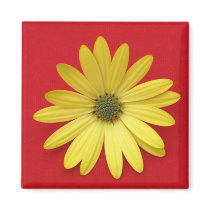 Daisy Magnet