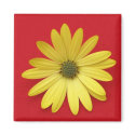 Daisy magnets