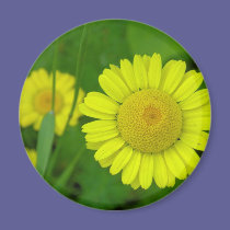Daisy magnets
