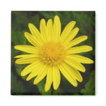 Daisy Magnet
