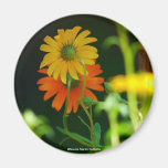 Daisy-Magnet
