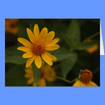 Daisy May cards