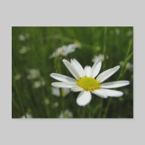 Daisy Meadow postcards by kabloo20 Daisy Meadow postcards