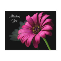 Daisy Missing You Postcard