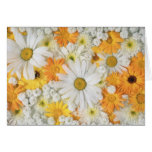 Daisy Mix - Customize Greeting Cards
