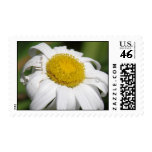 Daisy of Love Postage Stamp