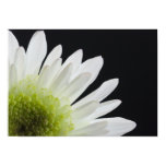 Daisy on Black