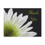 Daisy on Black Thank You