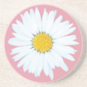 Daisy on Pink | Floral Sandstone Coaster