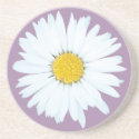 Daisy on Purple | Floral Sandstone Coaster