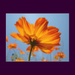 Daisy Orange Flowers Post Cards Daisies
