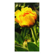 Daisy photo cards by dinatemraz Daisy photo cards