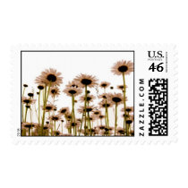 Daisy postage
