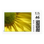 Daisy Postage Stamp