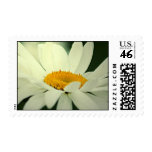 Daisy Postage Stamp