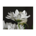 Daisy postcard