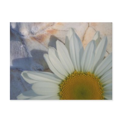 Daisy Postcard by MidnightAkita