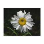 Daisy Postcards