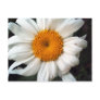 Daisy Post Card