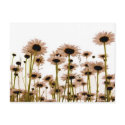 Daisy postcards