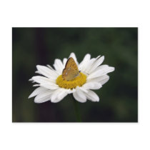 Daisy postcards