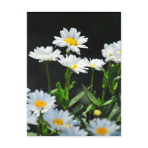 Daisy postcard