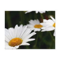 Daisy Postcard by gwendrop Daisy Postcard