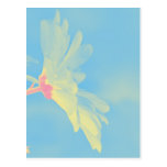 Daisy Postcard