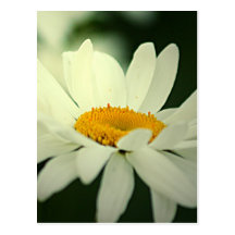 Daisy Postcard