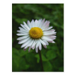 Daisy Postcard